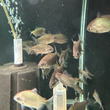 Redhook Myleus - The Aquascape Shop