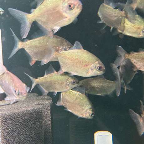 Redhook Myleus - The Aquascape Shop