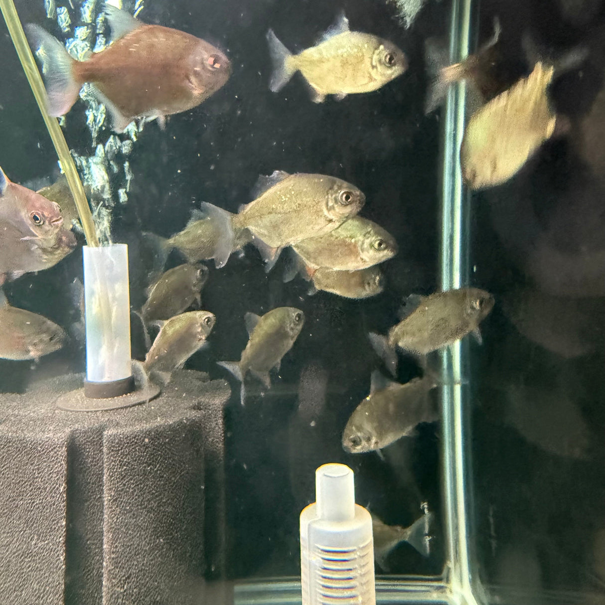 Redhook Myleus - The Aquascape Shop