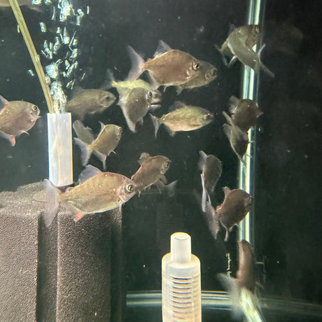 Redhook Myleus - The Aquascape Shop