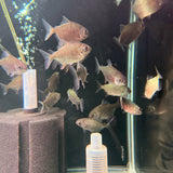 Redhook Myleus - The Aquascape Shop