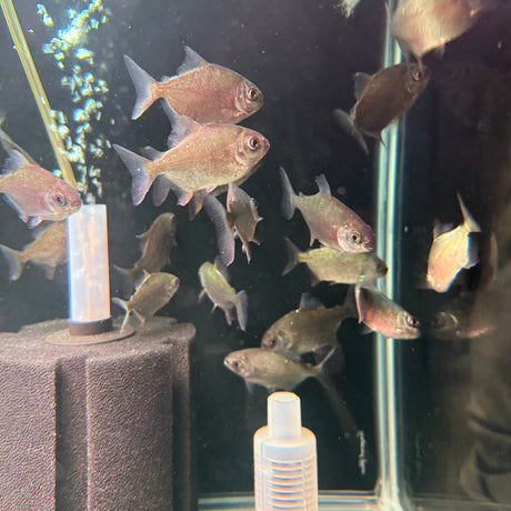 Redhook Myleus - The Aquascape Shop