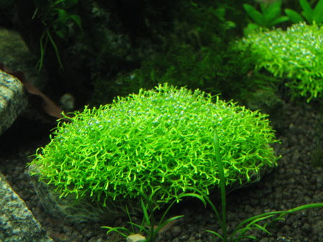 Riccia Fluitans (Floating Crystalwort) - The Aquascape Shop