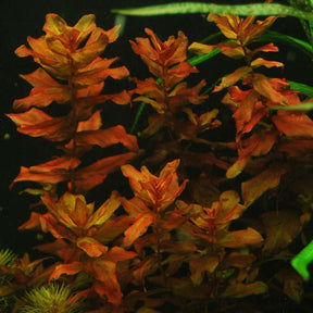 Rotala Macrandra - The Aquascape Shop