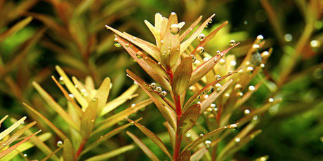 Rotala Rotundifolia - The Aquascape Shop