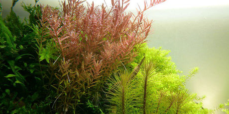 Rotala Rotundifolia - The Aquascape Shop