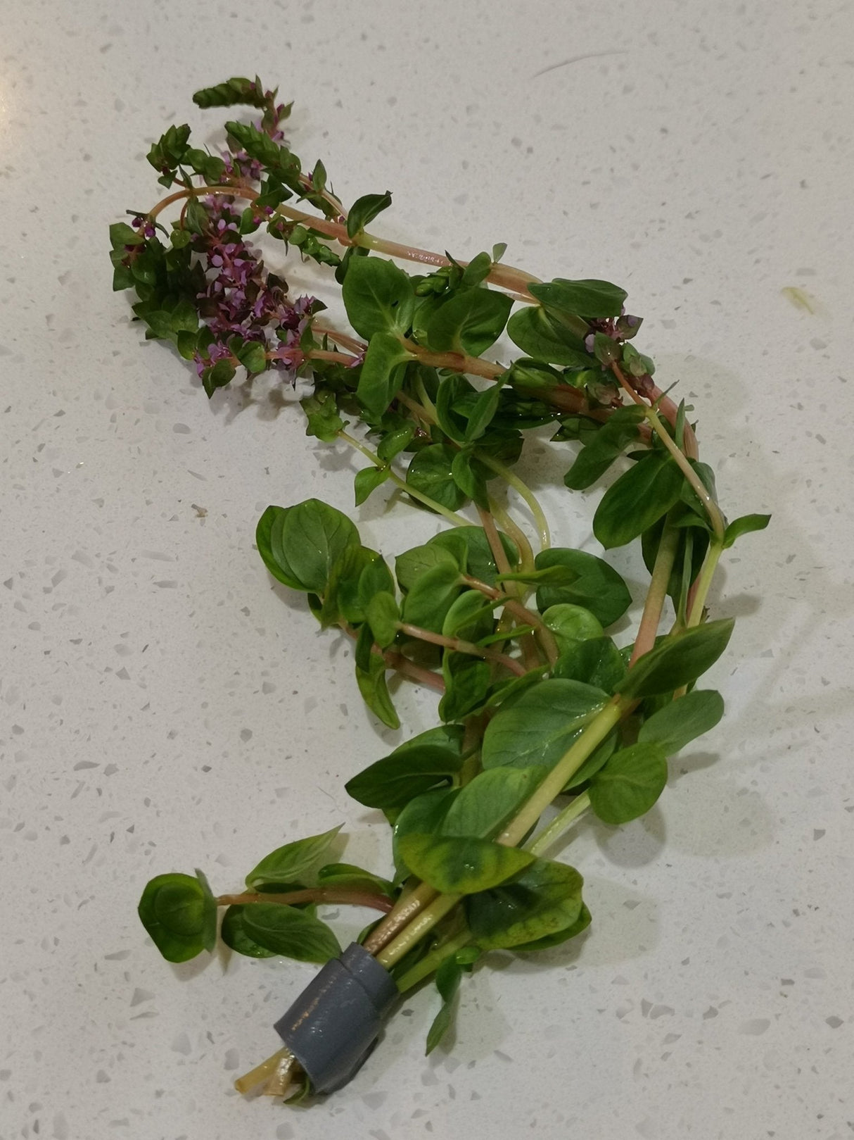 Rotala Rotundifolia - The Aquascape Shop