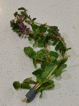 Rotala Rotundifolia - The Aquascape Shop
