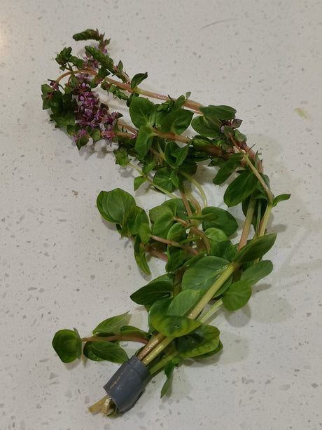Rotala Rotundifolia - The Aquascape Shop