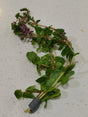 Rotala Rotundifolia - The Aquascape Shop