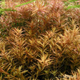 Rotala rotundifolia with orange and green rounded leaves forming a bush in a planted aquarium