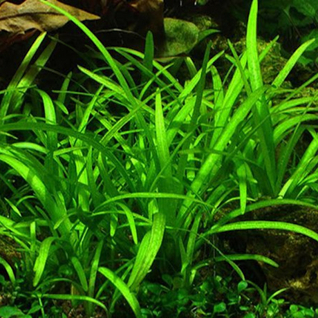 Saggitaria Subulata - The Aquascape Shop