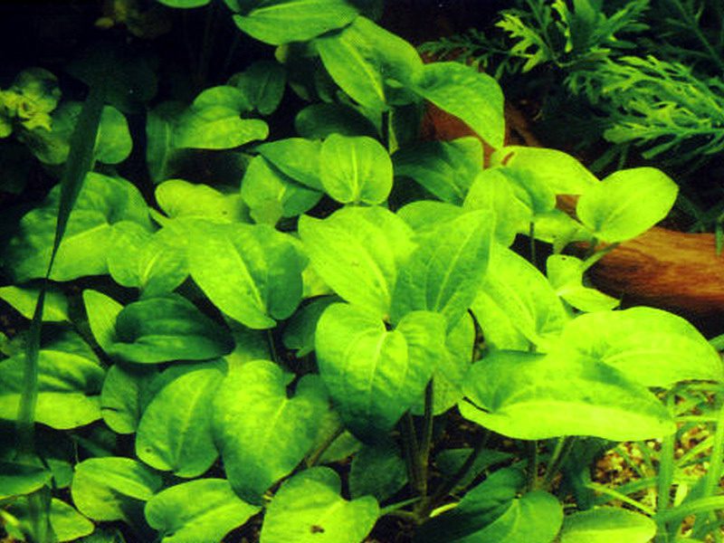 Saururus Cernuus (Mouse Ear/Lizard's Tail) - The Aquascape Shop