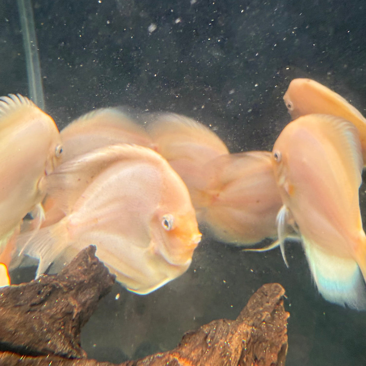 Snow White Discus - The Aquascape Shop