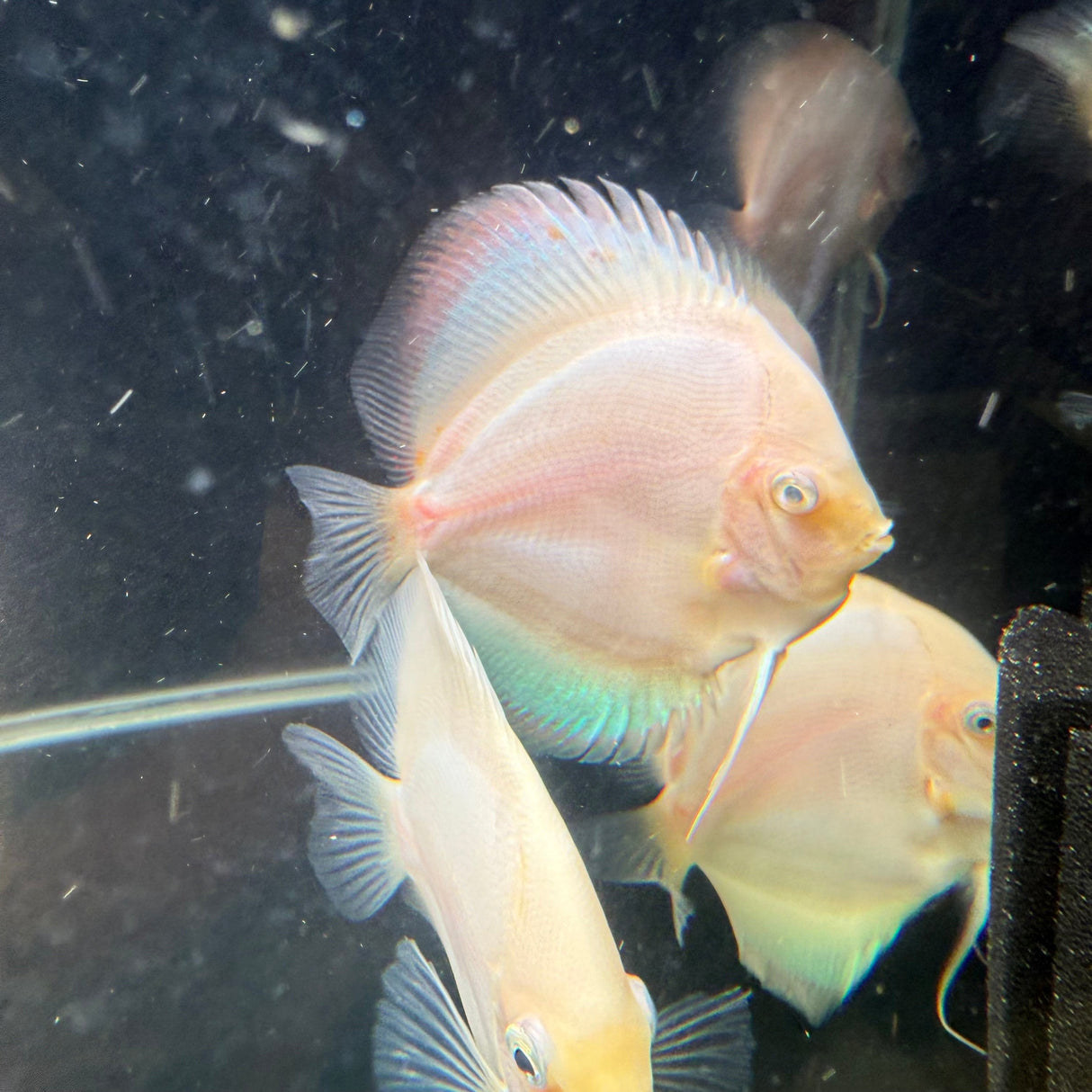 Snow White Discus - The Aquascape Shop