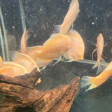 Snow White Discus - The Aquascape Shop