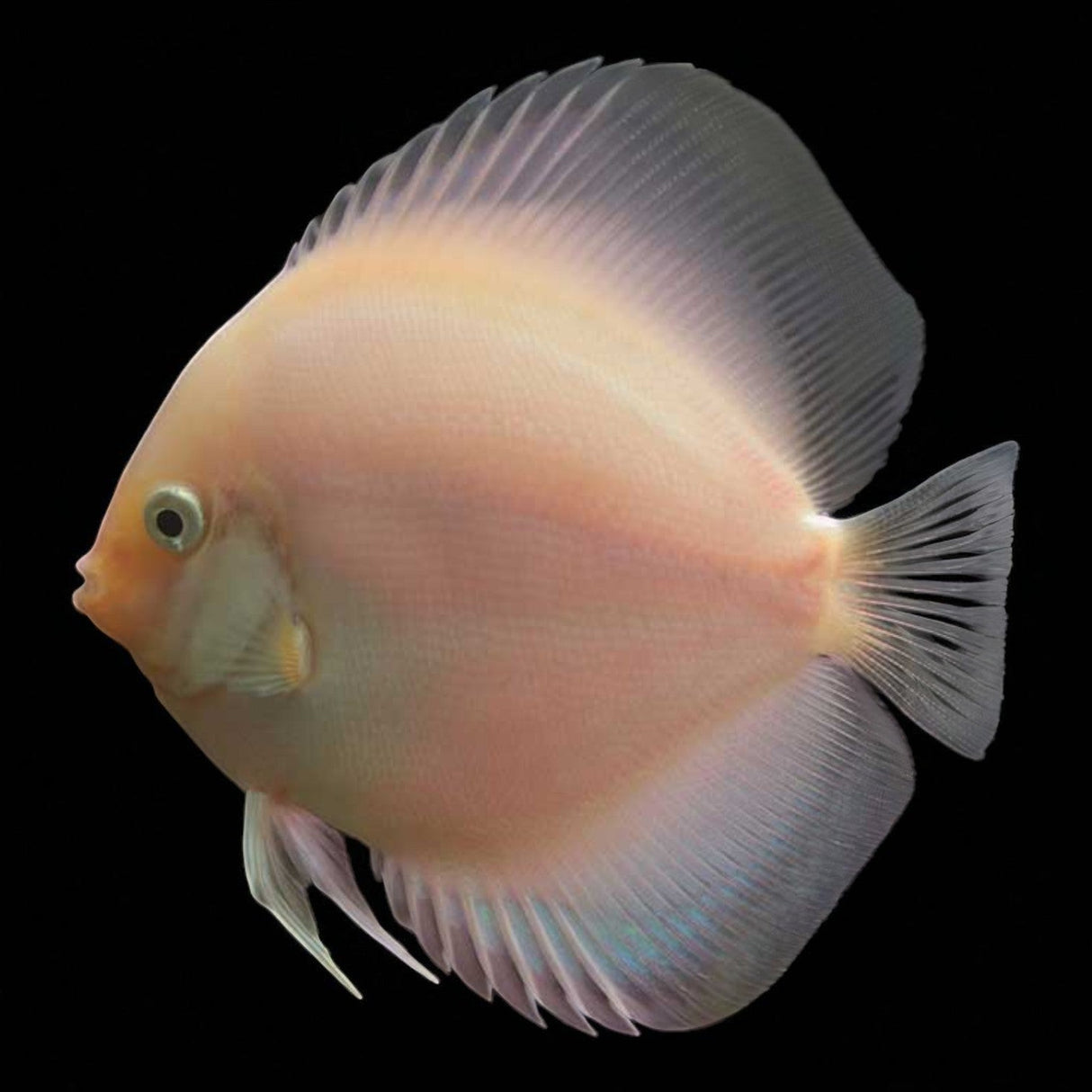 Snow White Discus - The Aquascape Shop