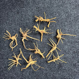 Spiderwood - The Aquascape Shop