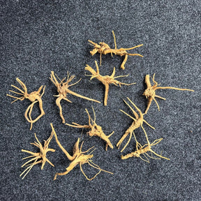 Spiderwood - The Aquascape Shop