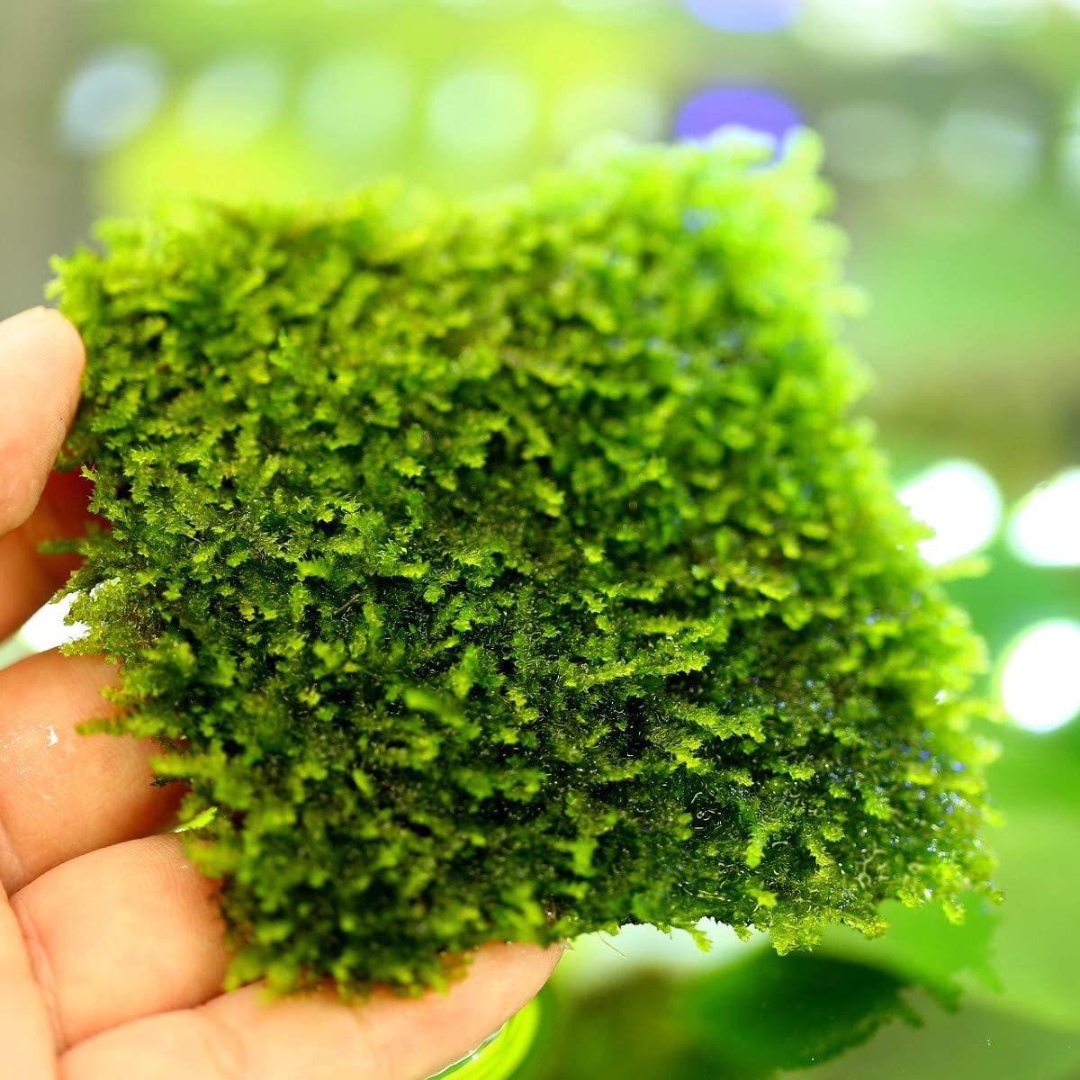 Stainless Steel Moss Mesh - The Aquascape Shop