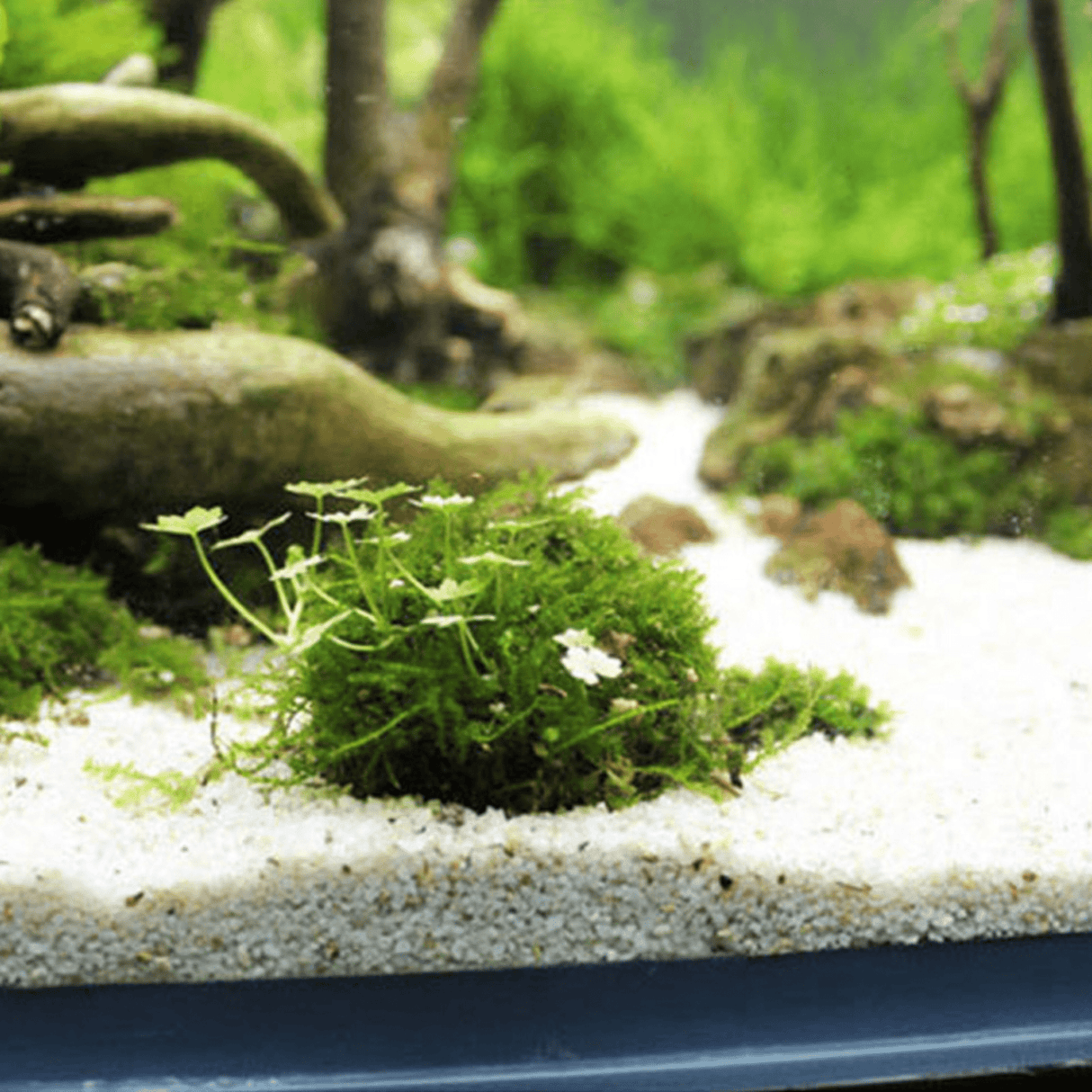 Submerged Moss Ball Holder - The Aquascape Shop