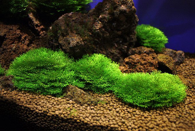 Submerged Moss Ball Holder - The Aquascape Shop