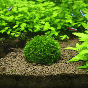 Submerged Moss Ball Holder - The Aquascape Shop