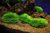 Submerged Moss Ball Holder - The Aquascape Shop