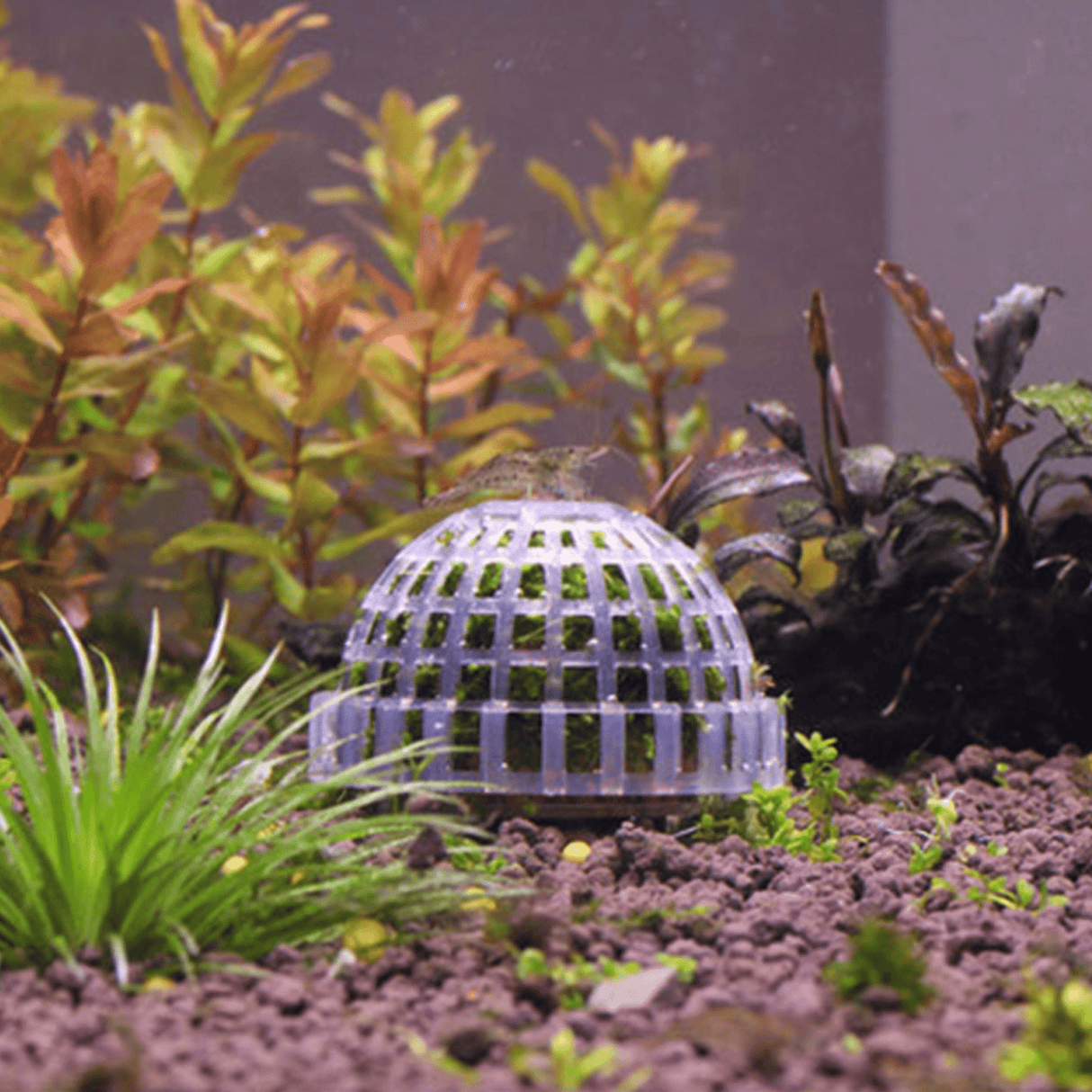 Submerged Moss Ball Holder - The Aquascape Shop