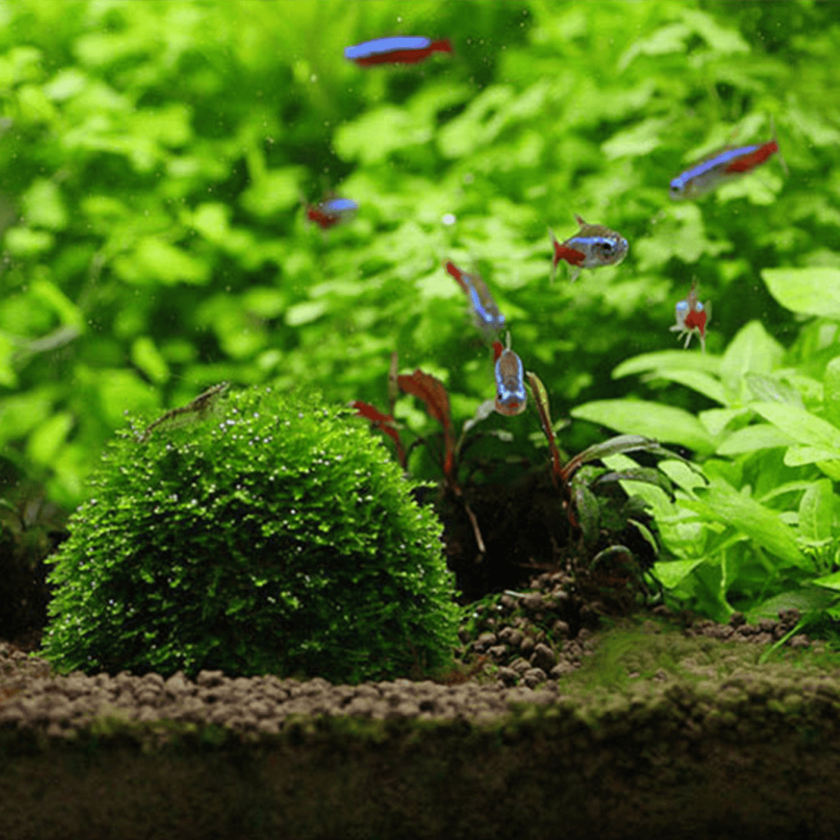 Submerged Moss Ball Holder - The Aquascape Shop