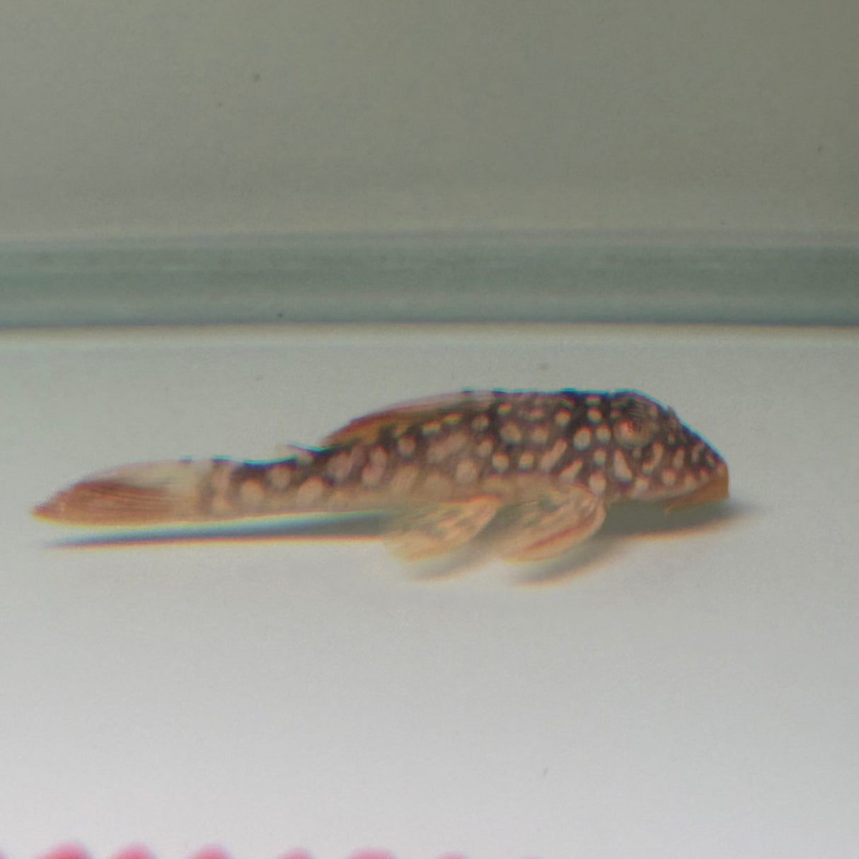 Sunshine Pleco (L014) - The Aquascape Shop