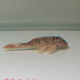 Sunshine Pleco (L014) - The Aquascape Shop