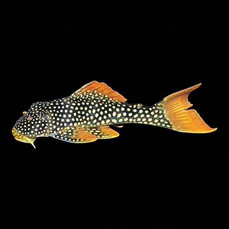 Sunshine Pleco (L014) - The Aquascape Shop