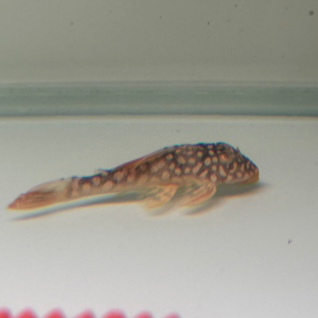 Sunshine Pleco (L014) - The Aquascape Shop