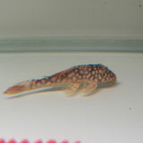 Sunshine Pleco (L014) - The Aquascape Shop