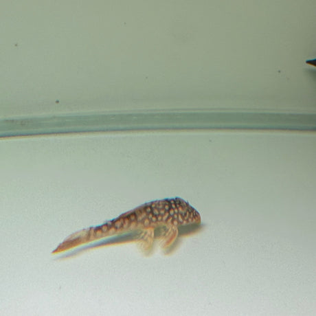 Sunshine Pleco (L014) - The Aquascape Shop
