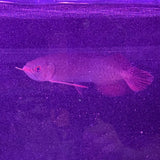 Super Blood Red Asian Arowana - The Aquascape Shop