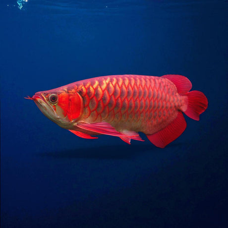 Super Blood Red Asian Arowana - The Aquascape Shop