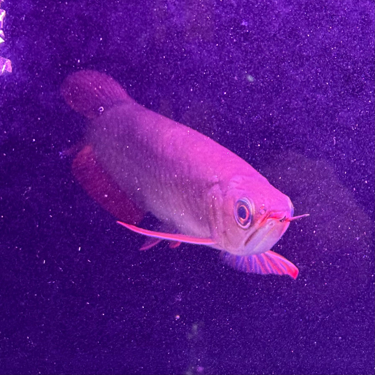 Super Blood Red Asian Arowana - The Aquascape Shop