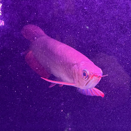 Super Blood Red Asian Arowana - The Aquascape Shop