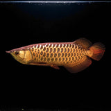 Super Highback RTG Arowana - The Aquascape Shop