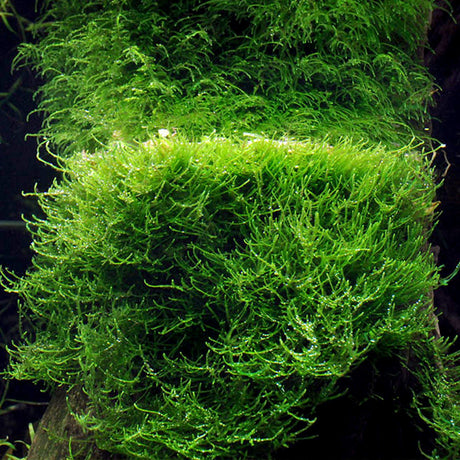 Taxiphyllum barbieri (Java Moss) - The Aquascape Shop