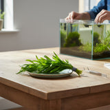The Aquascape Shop's Heteranthera Zosterifolia (Star Grass) aquatic plant, a bunch of fresh green submerged stems on a plate, ready for aquarium planting.