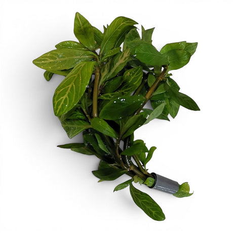 The Aquascape Shop Hygrophila Polysperma 'Rosanervig' aquatic plant with green leaves and pink marbled veins, suitable for aquariums.