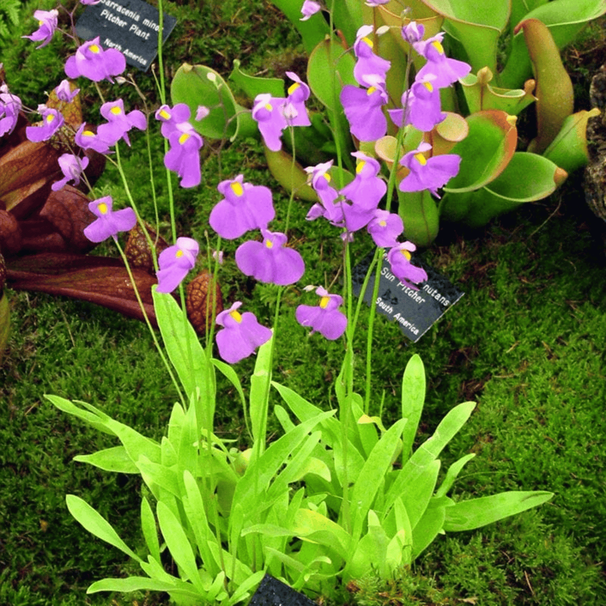 Utricularia Longifolia Tissue Culture (Aquascaping Essentials) - The Aquascape Shop