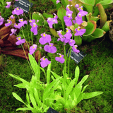 Utricularia Longifolia Tissue Culture (Aquascaping Essentials) - The Aquascape Shop