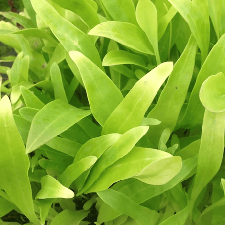 Utricularia Longifolia Tissue Culture (Aquascaping Essentials) - The Aquascape Shop