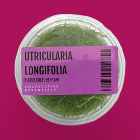 Utricularia Longifolia Tissue Culture (Aquascaping Essentials) - The Aquascape Shop