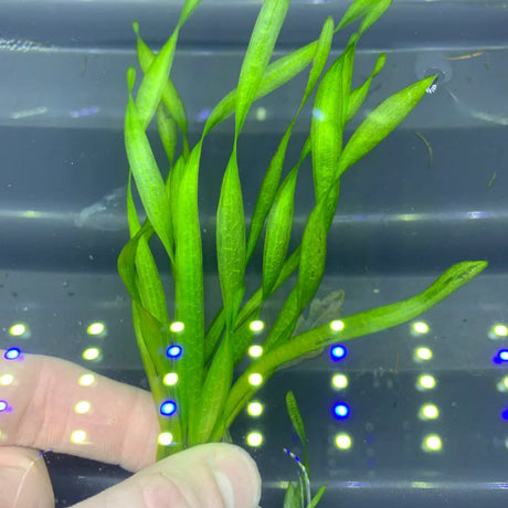Vallisneria Spiralis ‘Torta’ (Twisted Vallisneria) - The Aquascape Shop