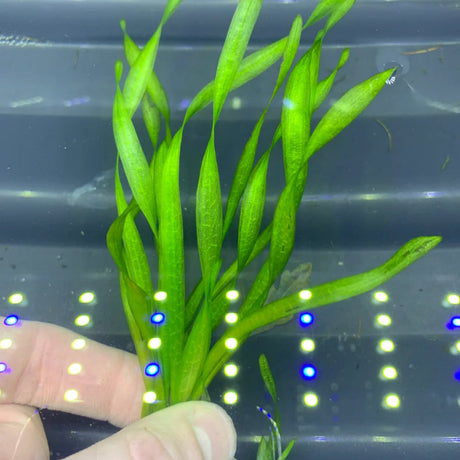 Vallisneria Spiralis ‘Torta’ (Twisted Vallisneria) - The Aquascape Shop